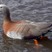 Ashy-headed Goose